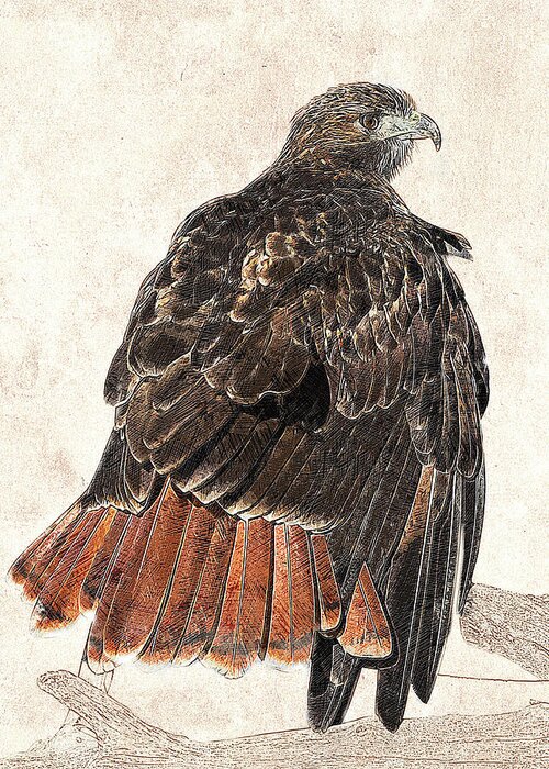 Photographic Drawing Greeting Card featuring the photograph Red-tailed Hawk - Photographic Drawing by Dawn Currie
