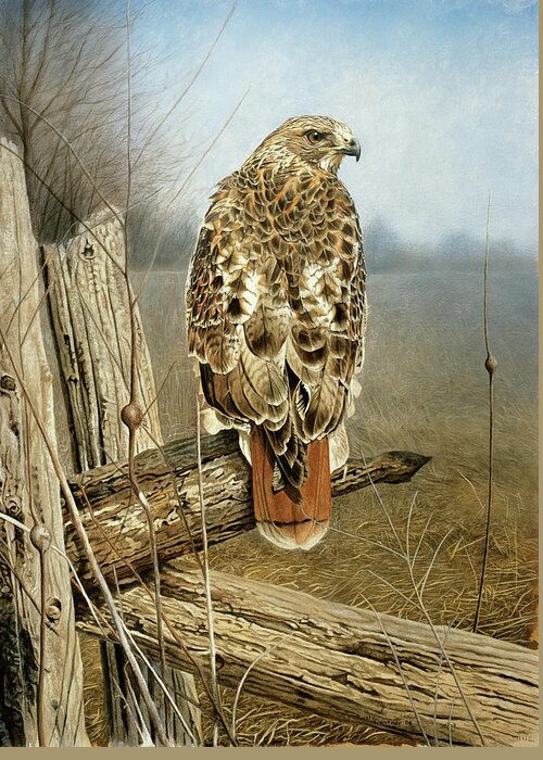 Red Tailed Hawk Perched On A Fence Post.. Greeting Card featuring the painting Red Tailed Hawk by Rusty Frentner