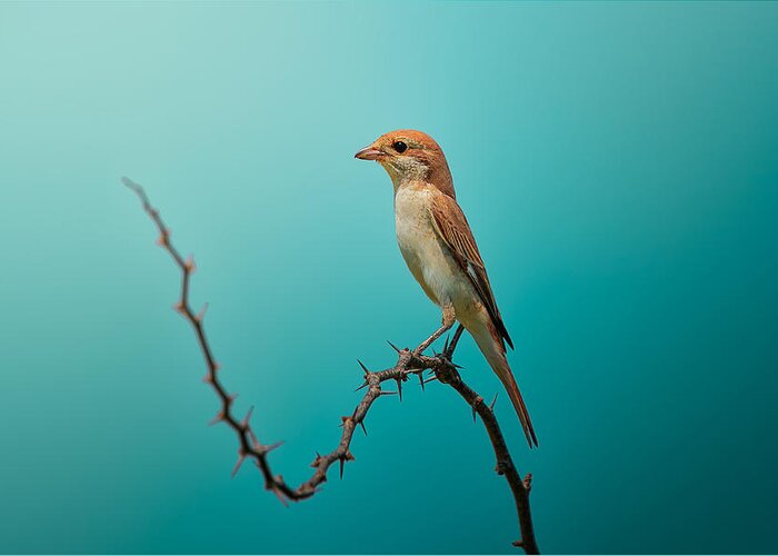 Iran Greeting Card featuring the photograph Red Tailed Shrike! by Sina Pezeshki
