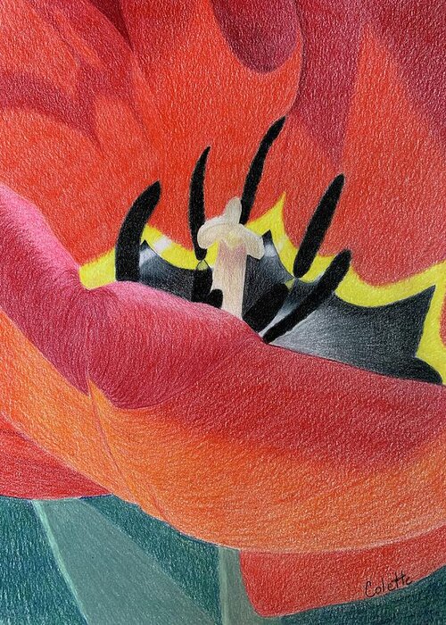 Flower Greeting Card featuring the drawing Red tulip by Colette Lee