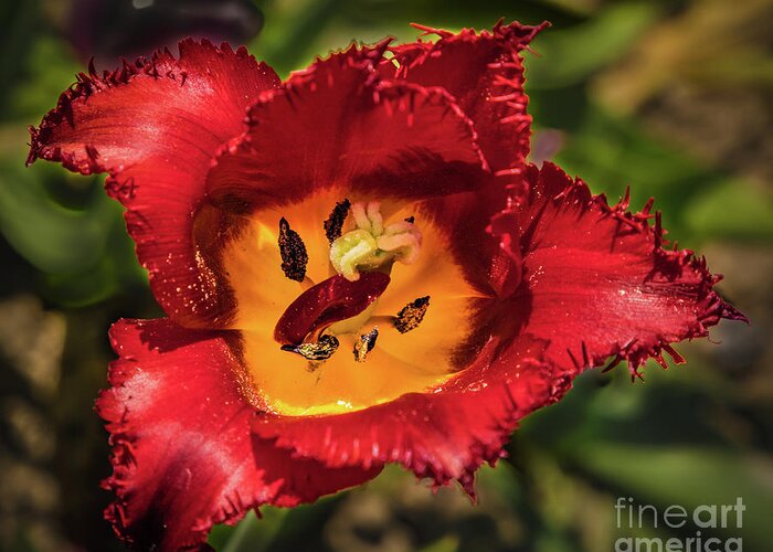 Tulip Greeting Card featuring the photograph Red tulip by Lyl Dil Creations