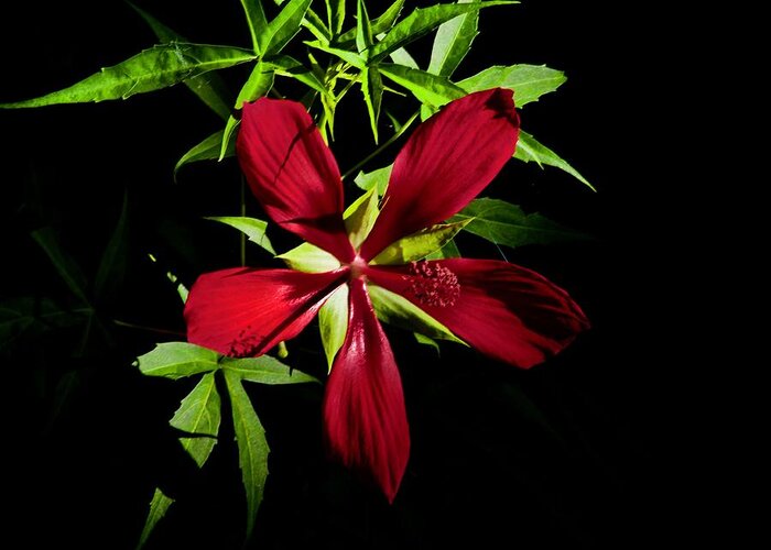 Red Greeting Card featuring the photograph Red Wild Swamp Hibiscus at the Florida Botanical Gardens by L Bosco