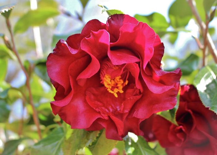 Camellia Greeting Card featuring the photograph Red Wine Camellia by Cynthia Guinn