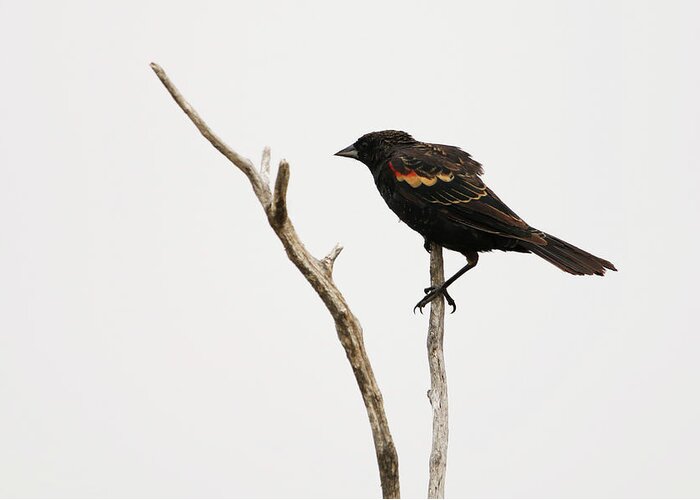 Red Winged Blackbird Greeting Card featuring the photograph Red Winged Blackbird by Ryan Crouse