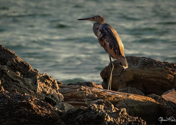 Susan Molnar Greeting Card featuring the photograph Reddish Egret On The Rocks by Susan Molnar