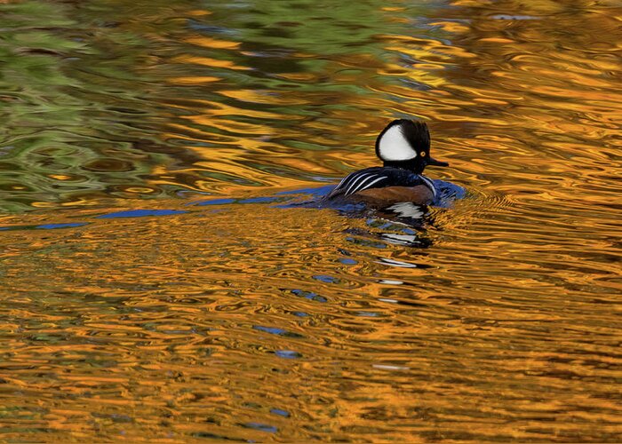 Hooded Merganser Greeting Card featuring the photograph Reflecting with Hooded Merganser by Darryl Hendricks