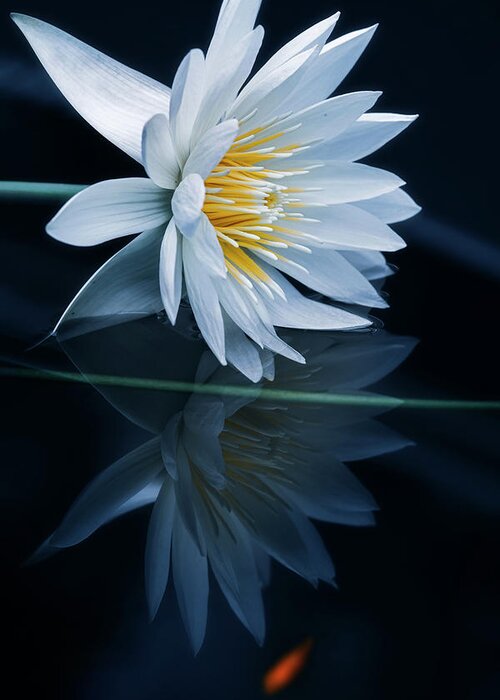 Waterlily Greeting Card featuring the photograph Reflecting World by Takashi Suzuki
