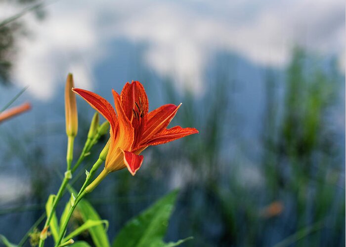 Tiger Lily Greeting Card featuring the photograph Reflections on a Tiger Lily by Douglas Wielfaert