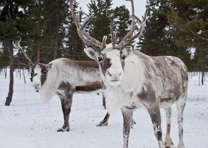 Working Animal Greeting Card featuring the photograph Reindeer, Sweden by Arctic-images