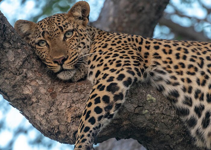 Leopard Greeting Card featuring the photograph Relaxed Leopard by Mark Hunter