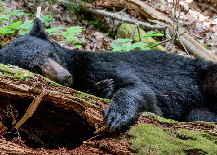 Black Bear Greeting Card featuring the photograph Resting Comfortably by Marcy Wielfaert