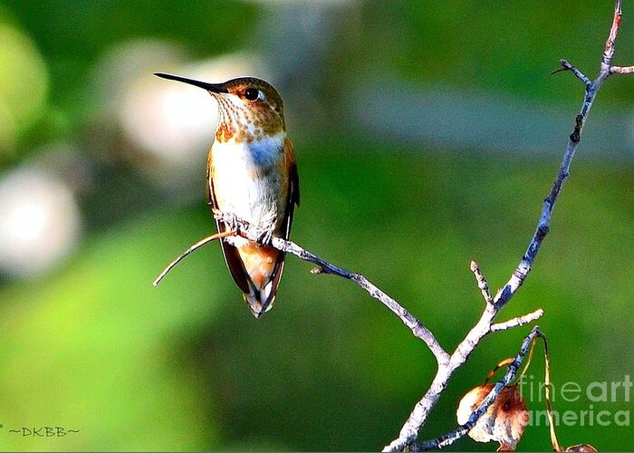 Hummingbird Greeting Card featuring the photograph Resting in the Sun by Dorrene BrownButterfield