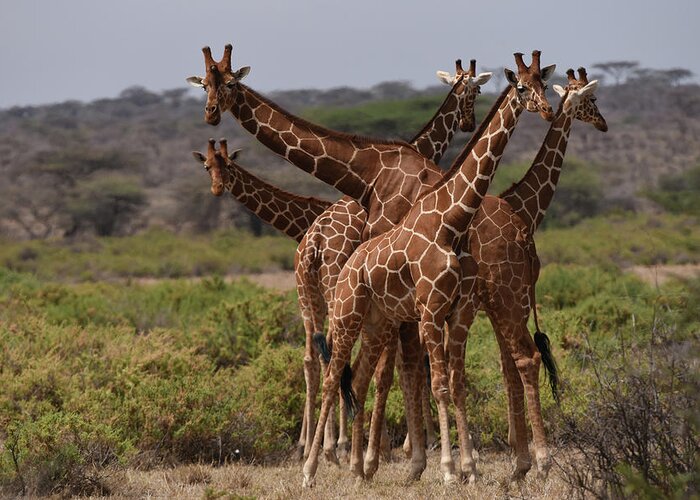 Africa Greeting Card featuring the photograph Reticulated Giraffes Samburu by Steve Somerville