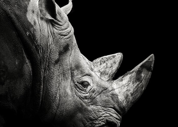 #faatoppicks Greeting Card featuring the photograph Rhino by Christian Meermann