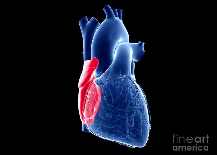 3d Greeting Card featuring the photograph Right Atrium by Sebastian Kaulitzki/science Photo Library