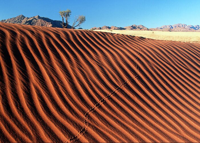 Scenics Greeting Card featuring the photograph Rippled Dune Scenic by Heinrich Van Den Berg