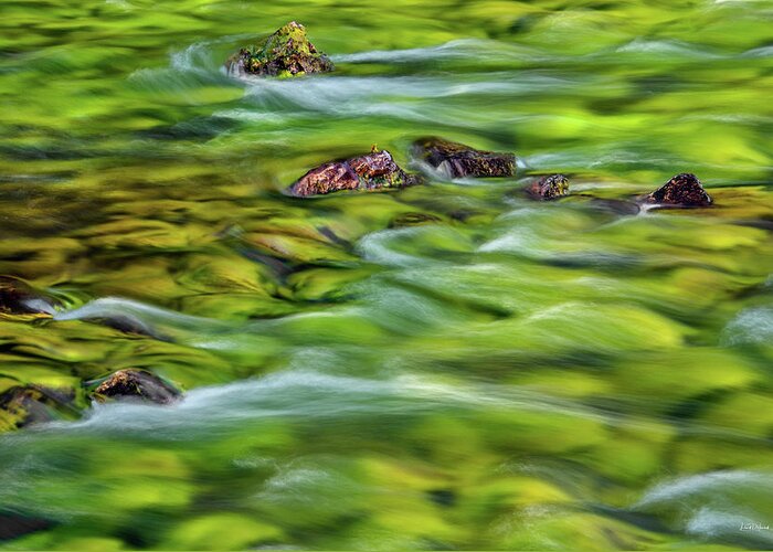 Art In Nature Greeting Card featuring the photograph River Moss by Leland D Howard