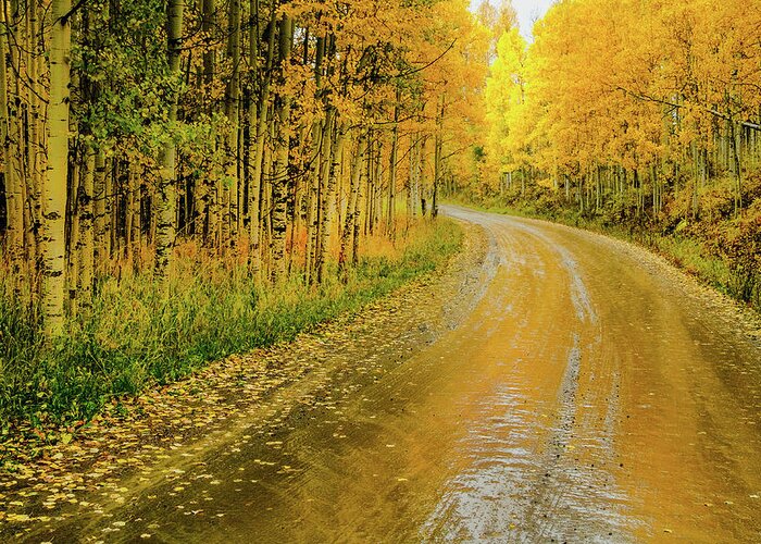 Aspens Greeting Card featuring the photograph Road To Oz by Johnny Boyd