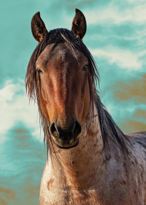 Wild Horses Greeting Card featuring the photograph Roany by Mary Hone