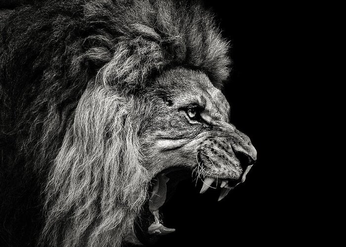 Lion Greeting Card featuring the photograph Roaring Lion #2 by Christian Meermann