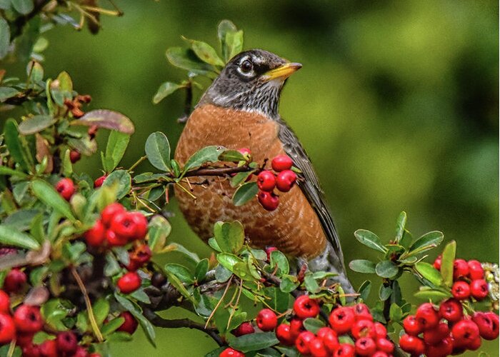Linda Brody Greeting Card featuring the photograph Robin in Red Berry Bush 3 by Linda Brody