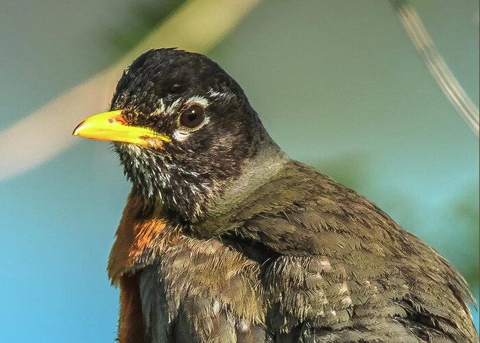 20180501 Greeting Card featuring the photograph Robin with Eyes Wide Open by Jeff at JSJ Photography