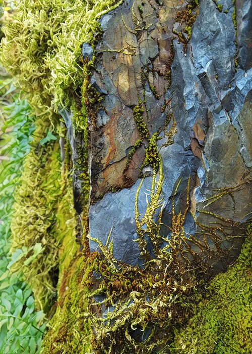 Nature Greeting Card featuring the digital art Rock, Moss, and Ferns by Lisa Redfern