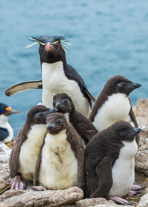 Animal Greeting Card featuring the photograph Rockhopper Penguin And Chicks by Tui De Roy