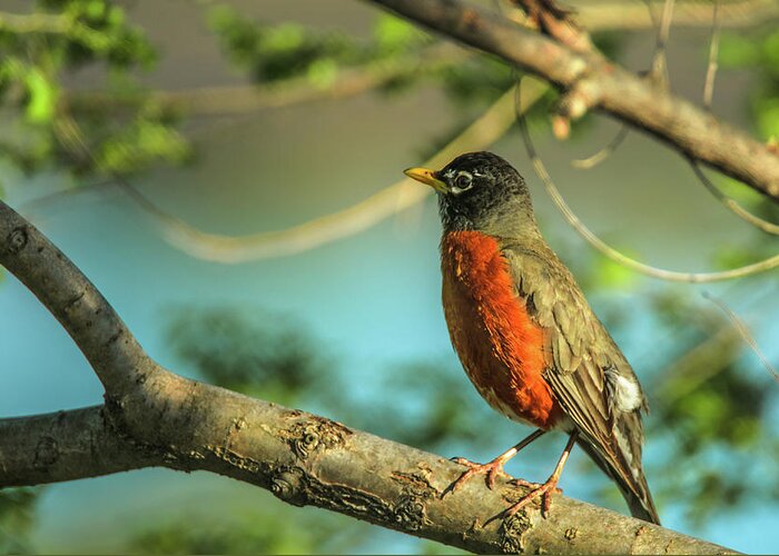 20180501 Greeting Card featuring the photograph Rockin Robin by Jeff at JSJ Photography
