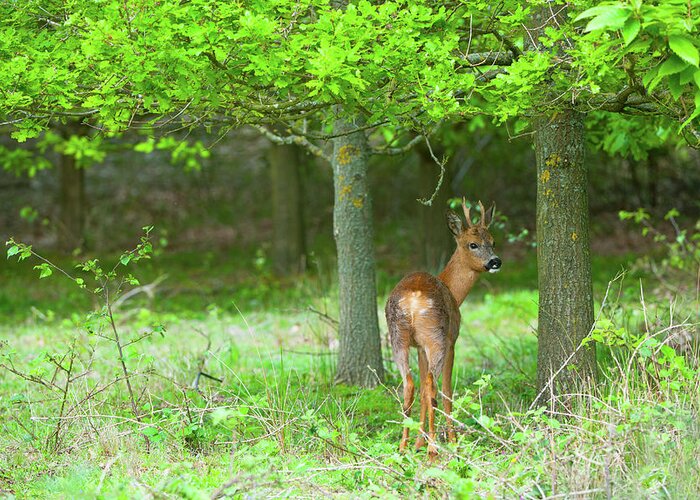 Male Animal Greeting Card featuring the photograph Roe Deer, Capreolus Capreolus In by Mike Powles