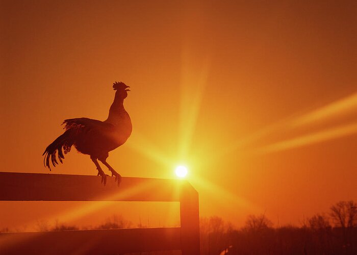 Crowing Greeting Card featuring the photograph Rooster On Fence At Dawn, Crowing by Andy Sacks