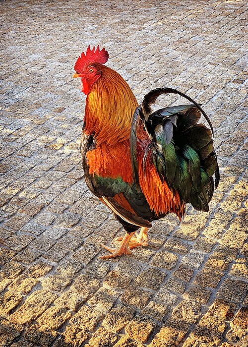 Rooster Greeting Card featuring the photograph Rooster Strut by Jill Love