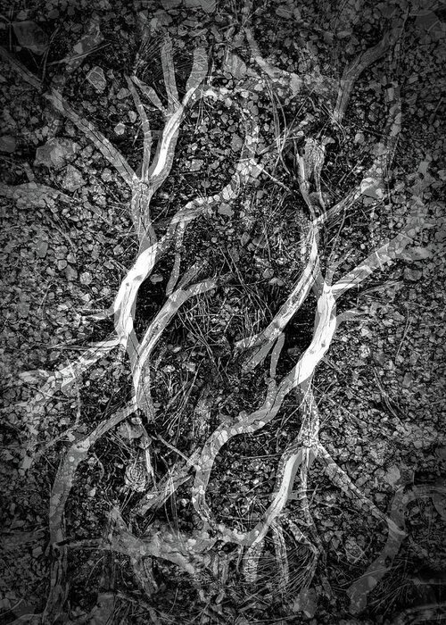 B&w Greeting Card featuring the photograph Roots by JustJeffAz Photography