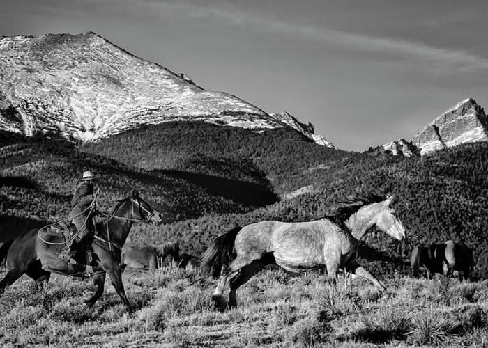 Woman Rider Roping A Grey Horse Greeting Card featuring the photograph Roping The San Greys by Dan Ballard