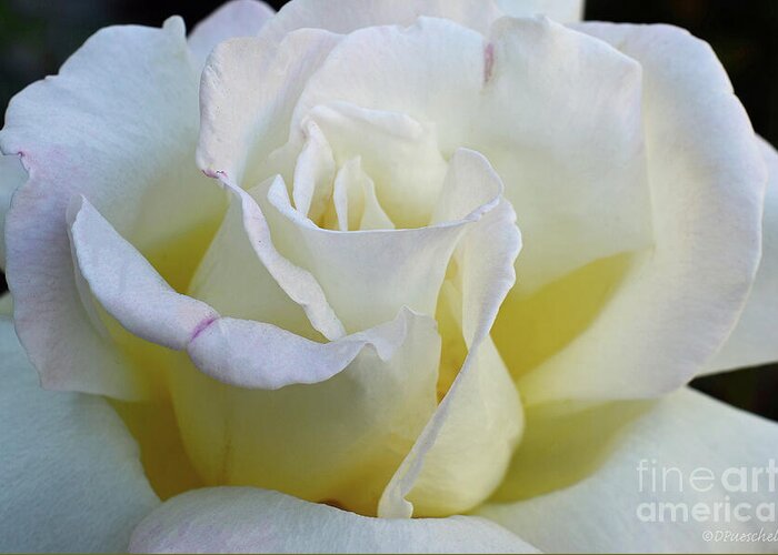 Rose Greeting Card featuring the photograph Rose by Debby Pueschel