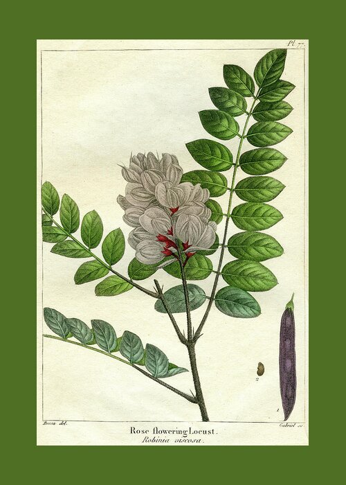 Rose Flowering Locust Greeting Card featuring the mixed media Rose Flowering Locust by Unknown
