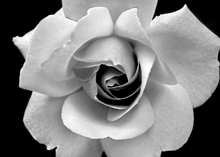 Flowers Greeting Card featuring the photograph Rose in Gray Tone by Dianne Morgado