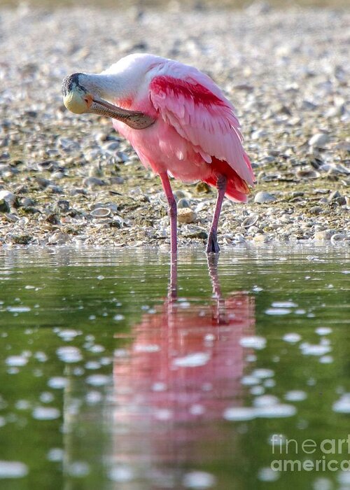 Spoonbill Greeting Card featuring the photograph Roseate Spoonbil by Susan Rydberg