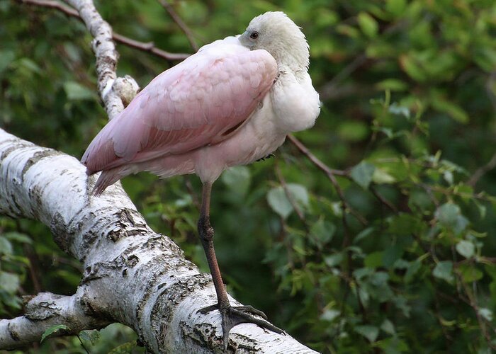 Wildlife Greeting Card featuring the photograph Roseate Spoonbill 01 by William Selander