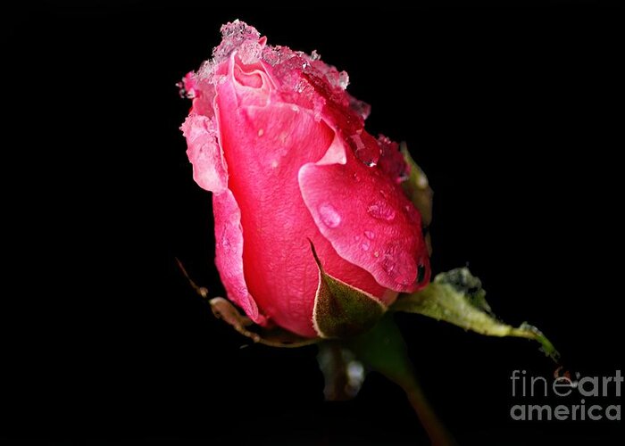 Photography Greeting Card featuring the photograph Rosebud by Larry Ricker