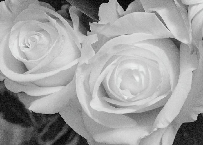 Roses Greeting Card featuring the photograph Roses in Black and White by Laura Smith