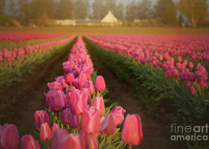 Tulip Greeting Card featuring the photograph Rows of Pink Impression by Beve Brown-Clark Photography
