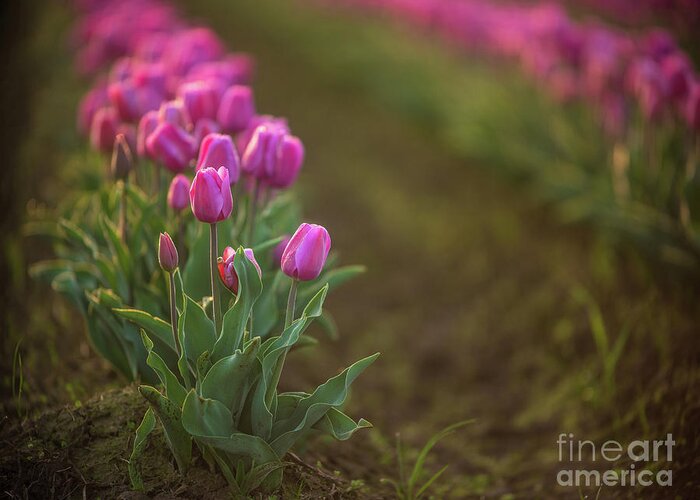 Skagit Greeting Card featuring the photograph Rows of Soft Pink Beautiful Blooms by Mike Reid
