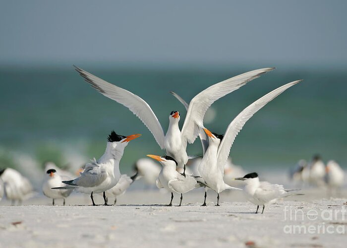 Wildlife Greeting Card featuring the photograph Royal Terns On A Beach by Manuel Presti/science Photo Library