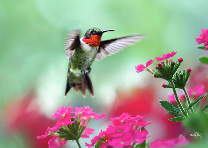 Hummingbird Greeting Card featuring the photograph Ruby Garden Jewel by Christina Rollo