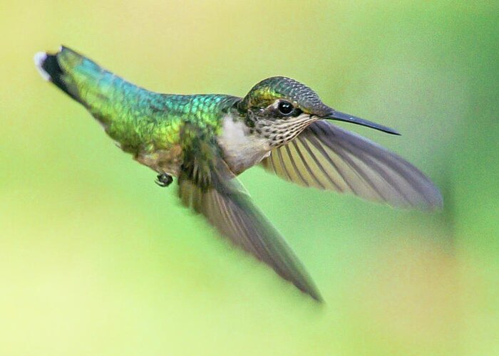 Alexandria Greeting Card featuring the photograph Ruby-Throated Hummingbird at Dawn by Jim Moore