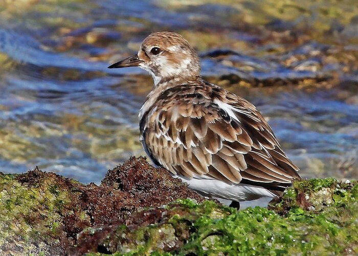 Ruddy Turnstone Greeting Card featuring the photograph Ruddy By The Sea by HH Photography of Florida