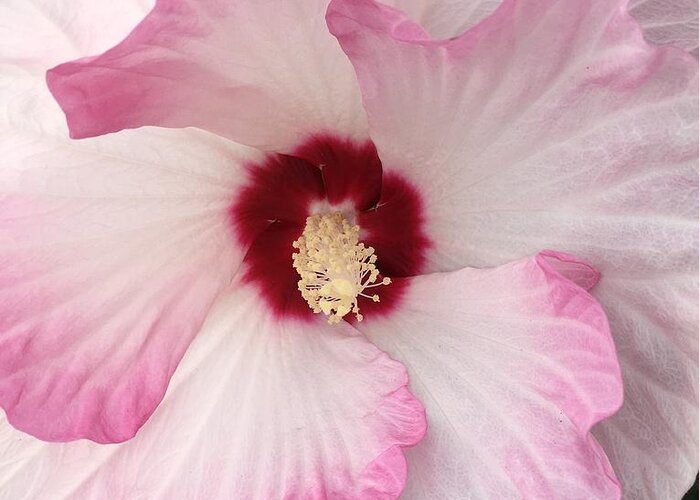 Hibiscus Greeting Card featuring the photograph Ruffles and Ruby by Anjel B Hartwell