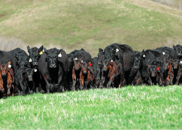 Herd Greeting Card featuring the photograph Rushing Angus by Todd Klassy