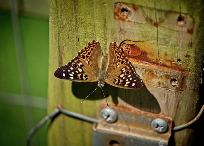 Wildlife Greeting Card featuring the photograph Rustic Butterfly by John Benedict